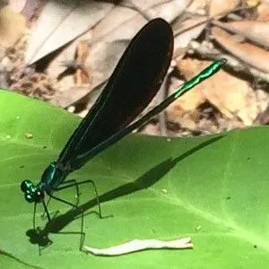 thumbnail for publication: Ebony Jewelwing, Black-Winged Damselfly (suggested common names) Calopteryx maculata (Beauvois, 1807) (Insecta: Odonata: Calopterygidae)